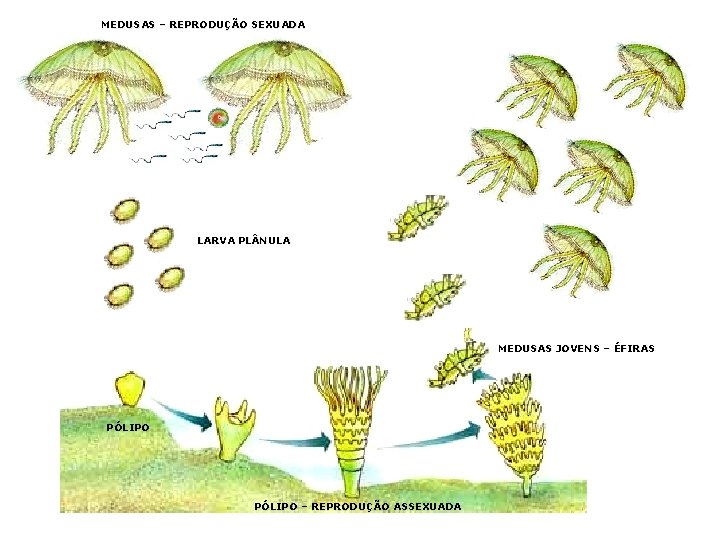 MEDUSAS – REPRODUÇÃO SEXUADA LARVA PL NULA MEDUSAS JOVENS – ÉFIRAS PÓLIPO – REPRODUÇÃO