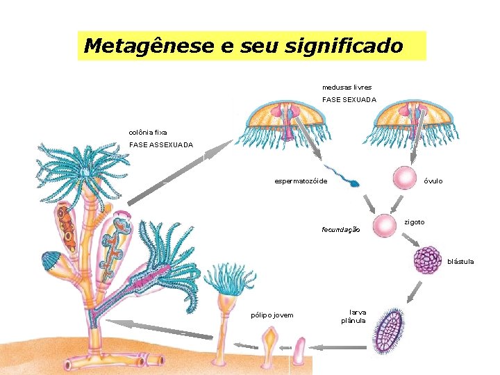 Metagênese e seu significado medusas livres FASE SEXUADA colônia fixa FASE ASSEXUADA espermatozóide óvulo