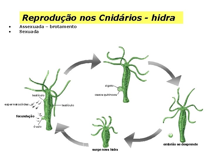 Reprodução nos Cnidários - hidra • • Assexuada – brotamento Sexuada zigoto casca quitinosa