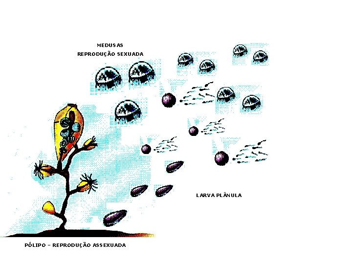 MEDUSAS REPRODUÇÃO SEXUADA LARVA PL NULA PÓLIPO – REPRODUÇÃO ASSEXUADA 