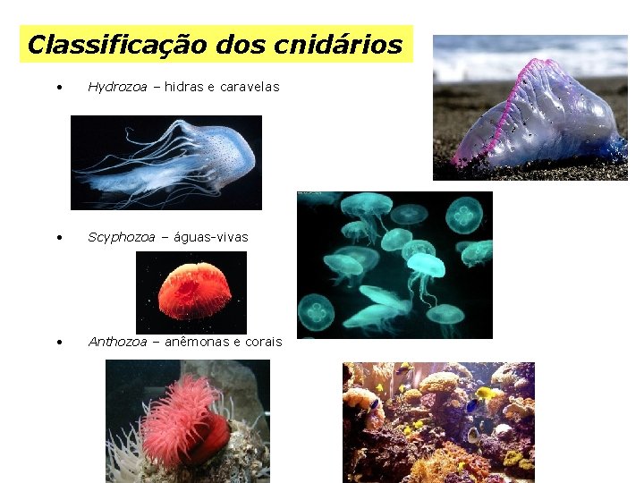 Classificação dos cnidários • Hydrozoa – hidras e caravelas • Scyphozoa – águas-vivas •