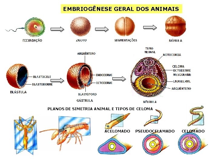 EMBRIOGÊNESE GERAL DOS ANIMAIS PLANOS DE SIMETRIA ANIMAL E TIPOS DE CELOMA ACELOMADO PSEUDOCELAMADO