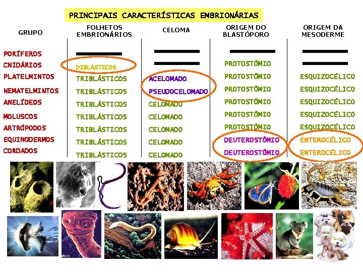 PRINCIPAIS CARACTERÍSTICAS EMBRIONÁRIAS GRUPO FOLHETOS EMBRIONÁRIOS CELOMA ORIGEM DO BLASTÓPORO ORIGEM DA MESODERME PORÍFEROS