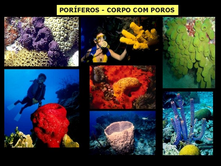 PORÍFEROS - CORPO COM POROS 