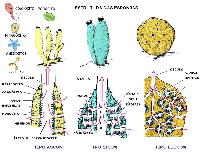 ESTRUTURA DAS ESPONJAS ÓSCULO CANAIS RADIAIS ÓSCULO PINACÓCITO COANÓCITO CANAIS POROS SEMI POROS ESPÍCULAS