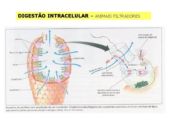 DIGESTÃO INTRACELULAR – ANIMAIS FILTRADORES 