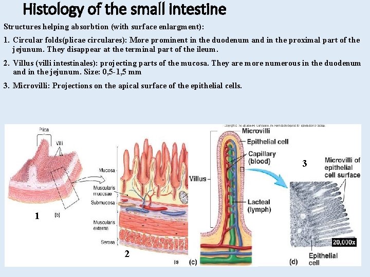 Histology of the small intestine Structures helping absorbtion (with surface enlargment): 1. Circular folds(plicae