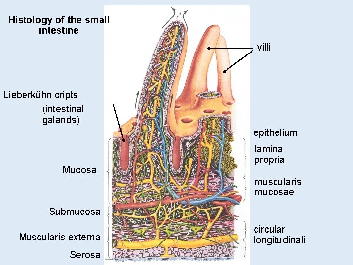 Histology of the small intestine villi Lieberkühn cripts (intestinal galands) epithelium Mucosa lamina propria