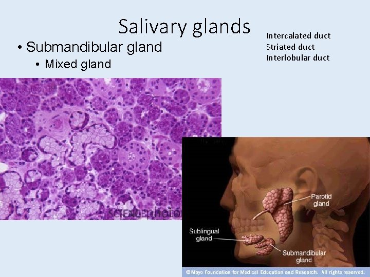 Salivary glands • Submandibular gland • Mixed gland Intercalated duct Striated duct Interlobular duct