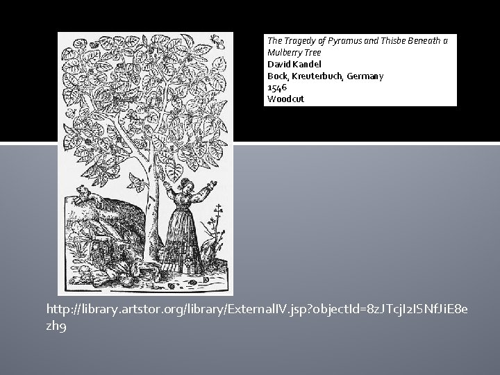 The Tragedy of Pyramus and Thisbe Beneath a Mulberry Tree David Kandel Bock, Kreuterbuch,