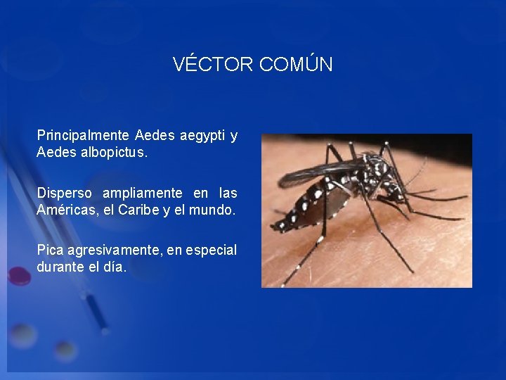 VÉCTOR COMÚN Principalmente Aedes aegypti y Aedes albopictus. Disperso ampliamente en las Américas, el