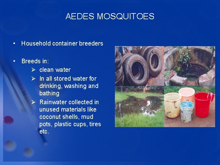 AEDES MOSQUITOES • Household container breeders • Breeds in: Ø clean water Ø In