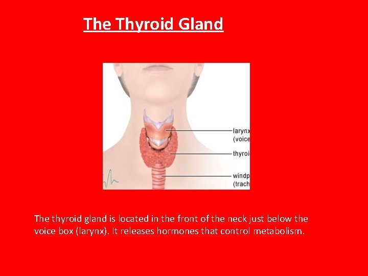 The Thyroid Gland The thyroid gland is located in the front of the neck
