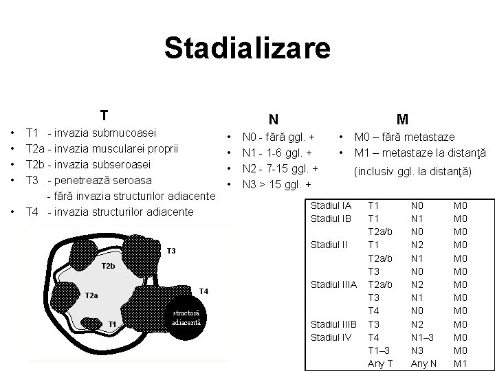 Stadializare T • • • T 1 - invazia submucoasei T 2 a -