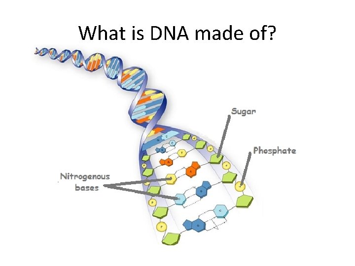 What is DNA made of? . 