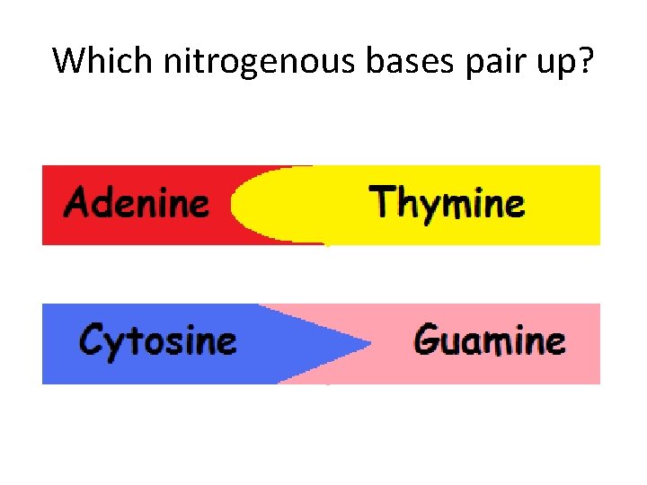 Which nitrogenous bases pair up? 