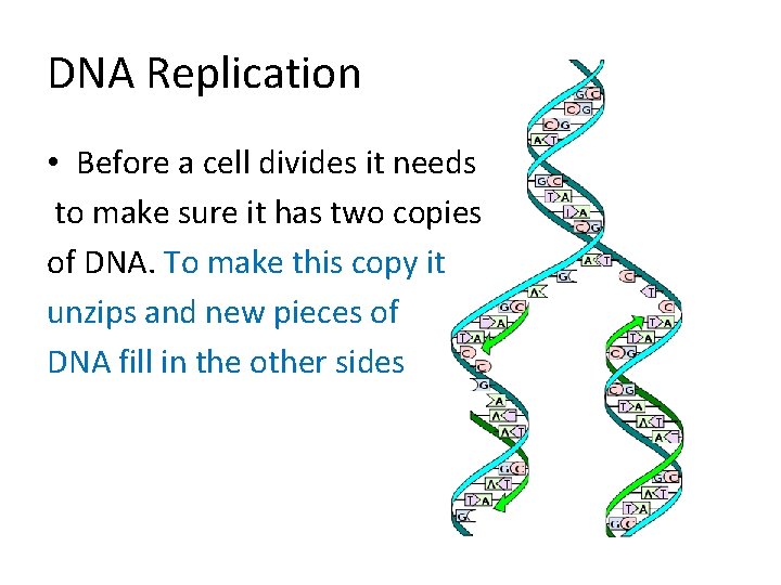 DNA Replication • Before a cell divides it needs to make sure it has
