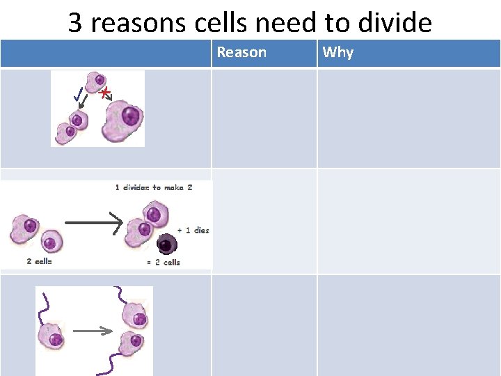 3 reasons cells need to divide Reason Why 