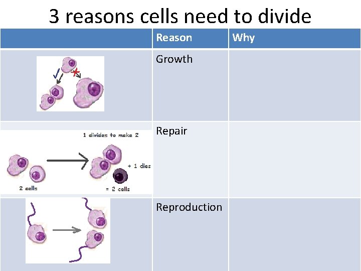 3 reasons cells need to divide Reason Growth Repair Reproduction Why 3 reasons cells need to divide Reason Growth Repair Reproduction Why