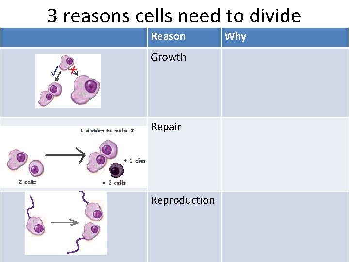 3 reasons cells need to divide Reason Growth Repair Reproduction Why 