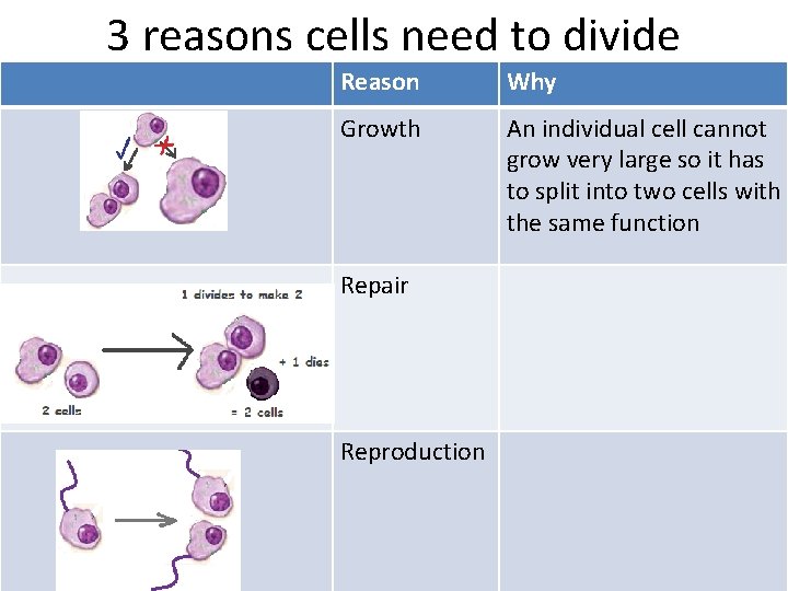 3 reasons cells need to divide Reason Why Growth An individual cell cannot grow