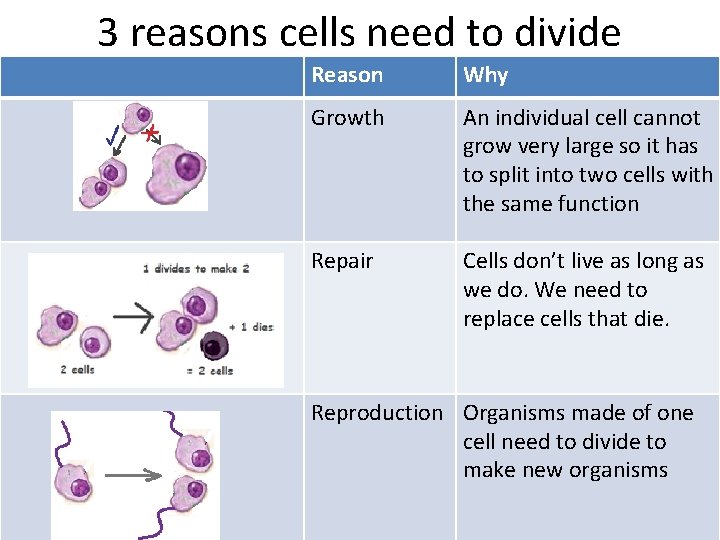 3 reasons cells need to divide Reason Why Growth An individual cell cannot grow