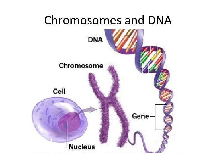 Chromosomes and DNA 