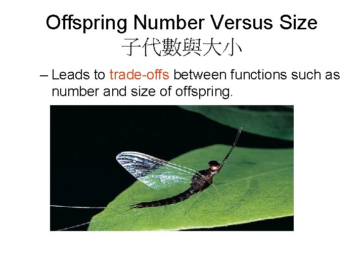 Offspring Number Versus Size 子代數與大小 – Leads to trade-offs between functions such as number