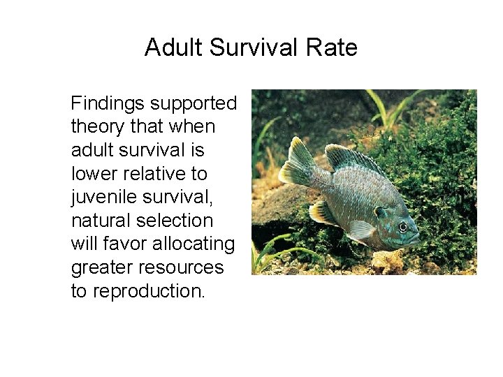 Adult Survival Rate Findings supported theory that when adult survival is lower relative to