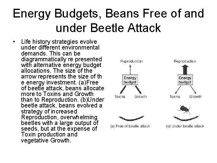 Energy Budgets, Beans Free of and under Beetle Attack • Life history strategies evolve