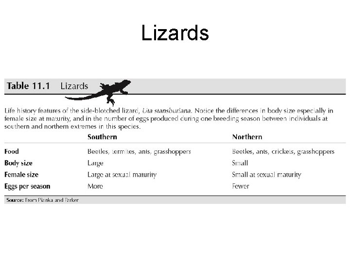 Lizards 