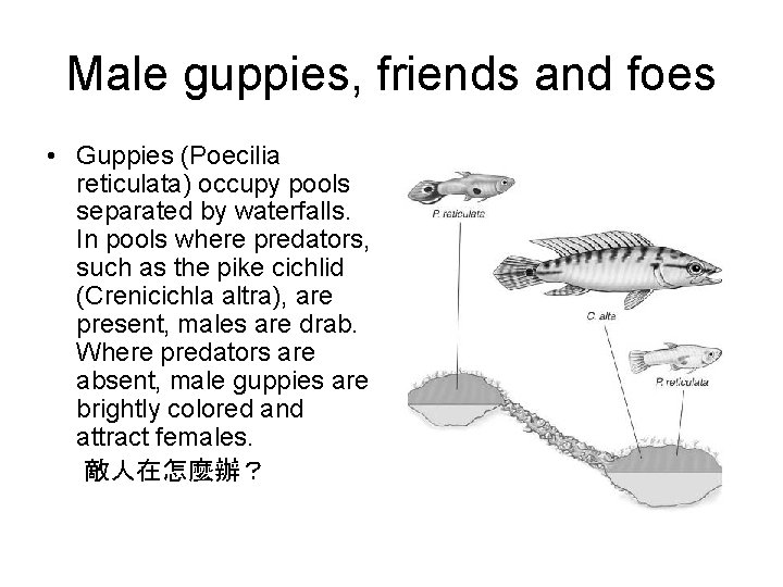 Male guppies, friends and foes • Guppies (Poecilia reticulata) occupy pools separated by waterfalls.