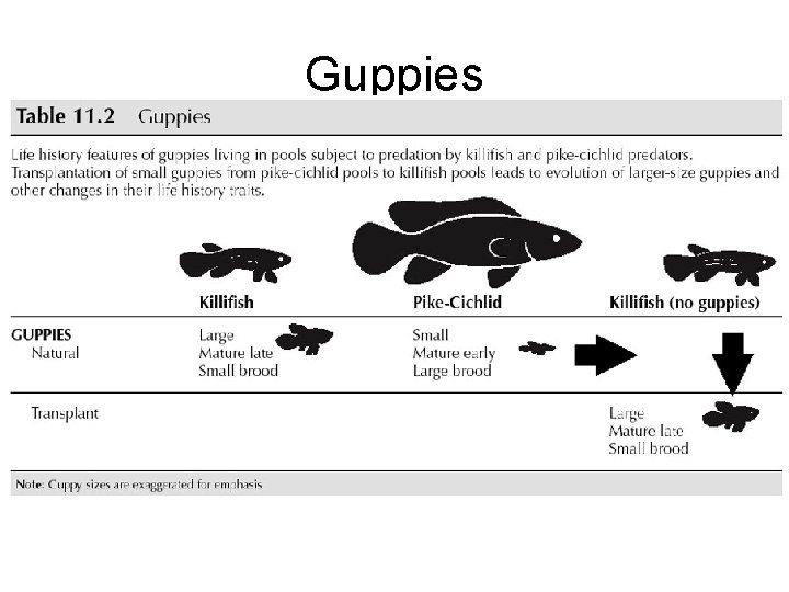 Guppies 