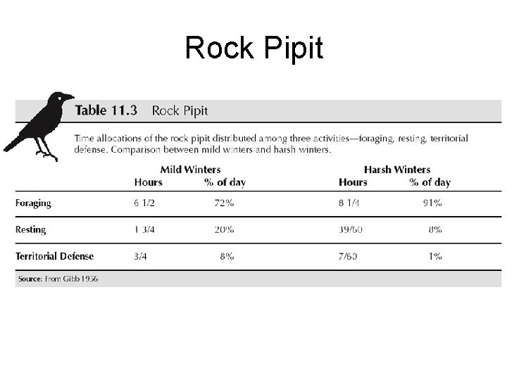 Rock Pipit 