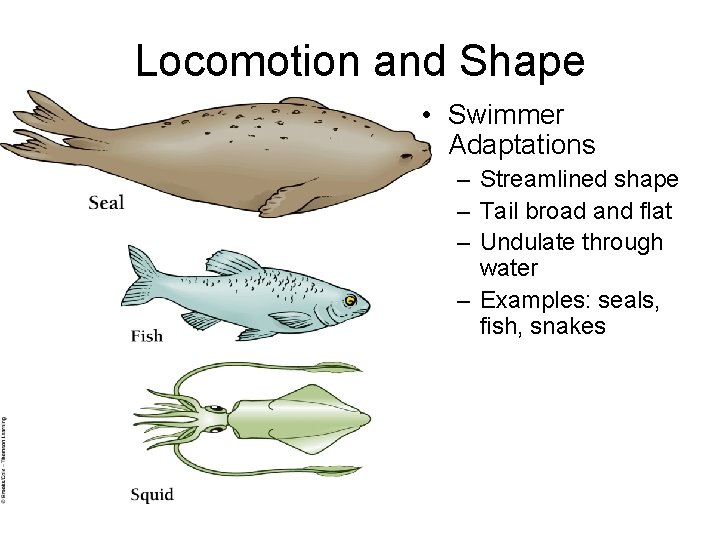 Locomotion and Shape • Swimmer Adaptations – Streamlined shape – Tail broad and flat