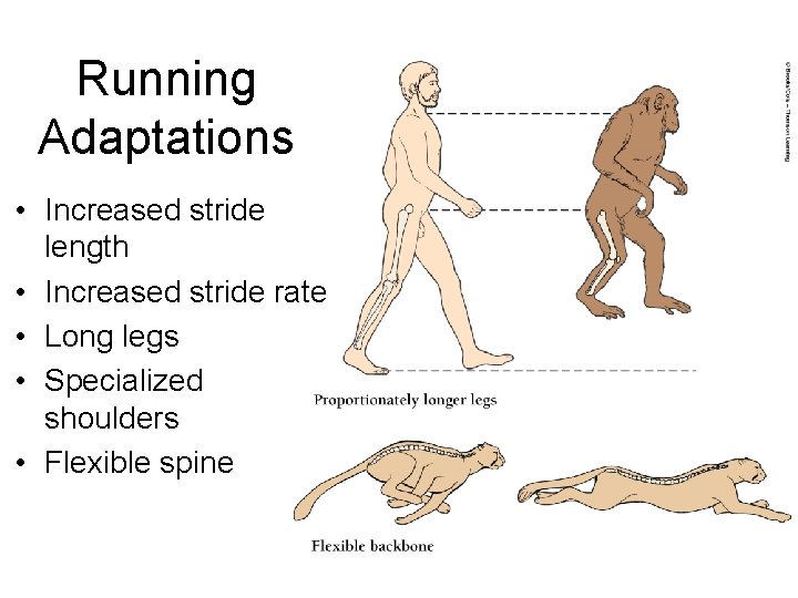 Running Adaptations • Increased stride length • Increased stride rate • Long legs •