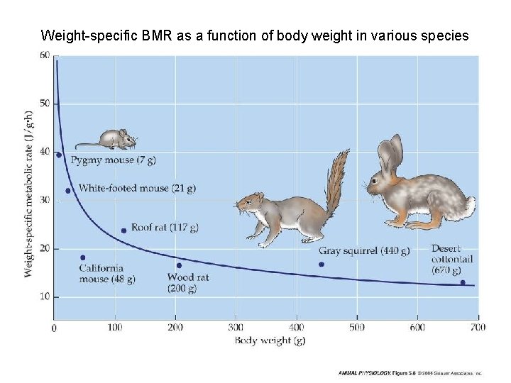 Weight-specific BMR as a function of body weight in various species 
