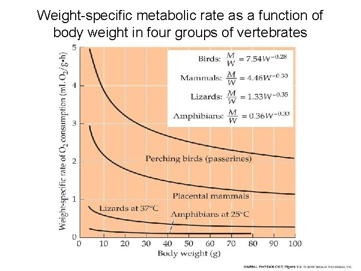 Weight-specific metabolic rate as a function of body weight in four groups of vertebrates