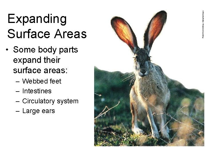 Expanding Surface Areas • Some body parts expand their surface areas: – – Webbed