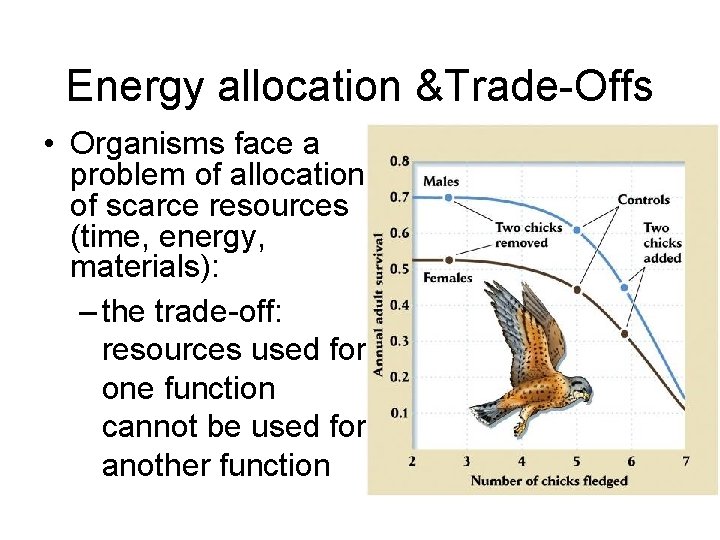 Energy allocation &Trade-Offs • Organisms face a problem of allocation of scarce resources (time,