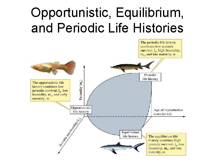 Opportunistic, Equilibrium, and Periodic Life Histories 