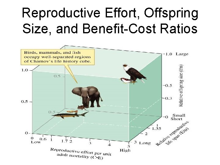 Reproductive Effort, Offspring Size, and Benefit-Cost Ratios 