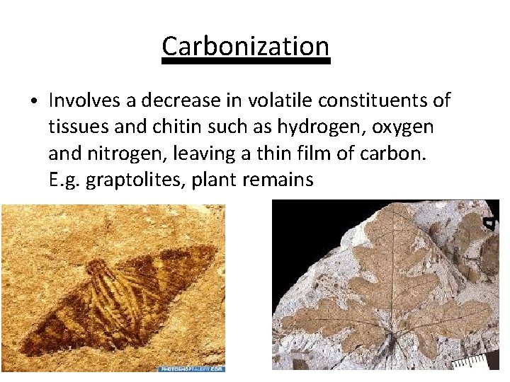 Carbonization • Involves a decrease in volatile constituents of tissues and chitin such as