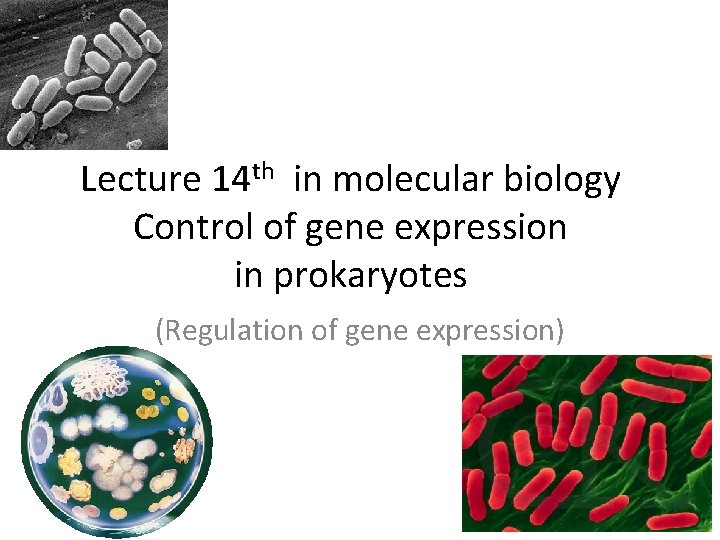 Lecture 14 th in molecular biology Control of gene expression in prokaryotes (Regulation of