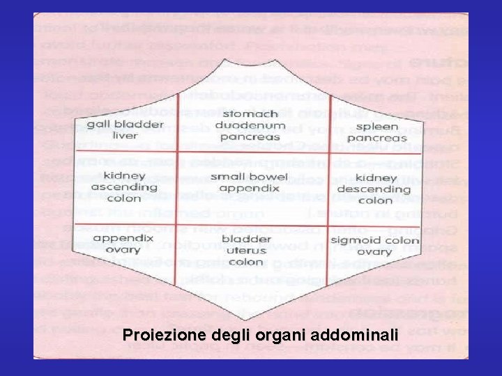 Proiezione degli organi addominali 