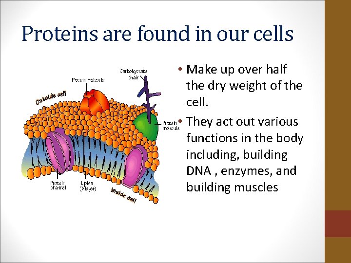 Proteins are found in our cells • Make up over half the dry weight