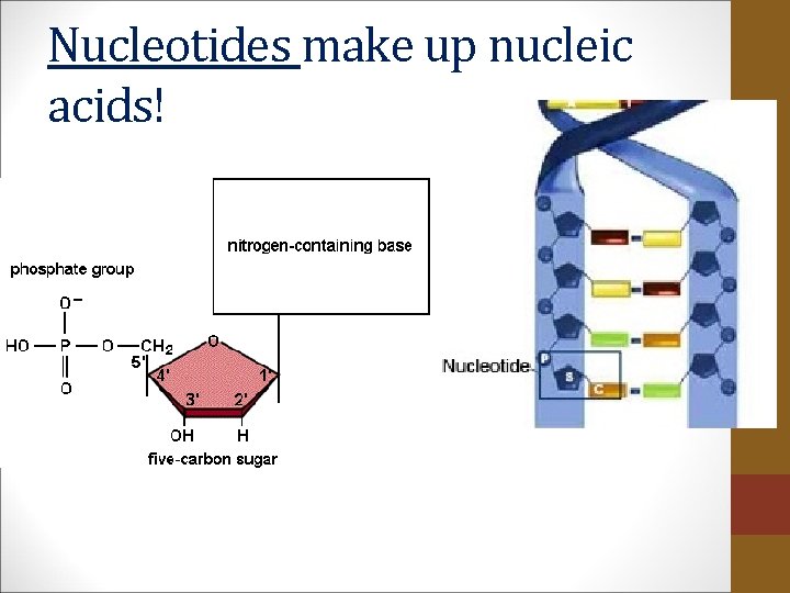 Nucleotides make up nucleic acids! 