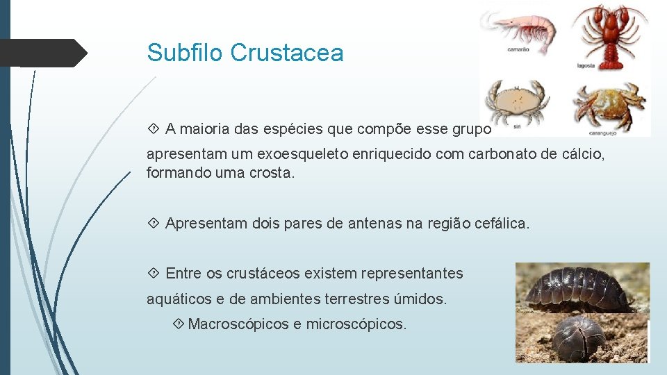 Subfilo Crustacea A maioria das espécies que compõe esse grupo apresentam um exoesqueleto enriquecido