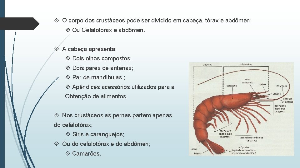  O corpo dos crustáceos pode ser dividido em cabeça, tórax e abdômen; Ou