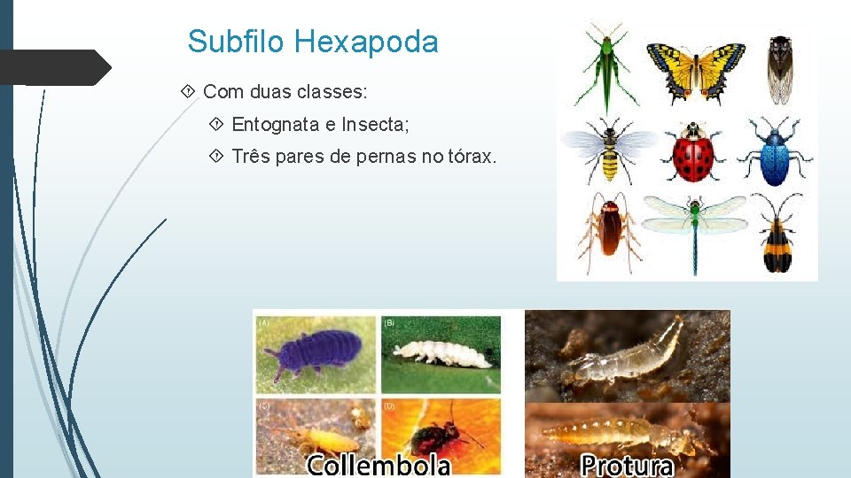 Subfilo Hexapoda Com duas classes: Entognata e Insecta; Três pares de pernas no tórax.